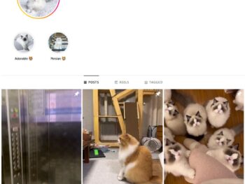 5K Cute Cats Instagram Account for Sale