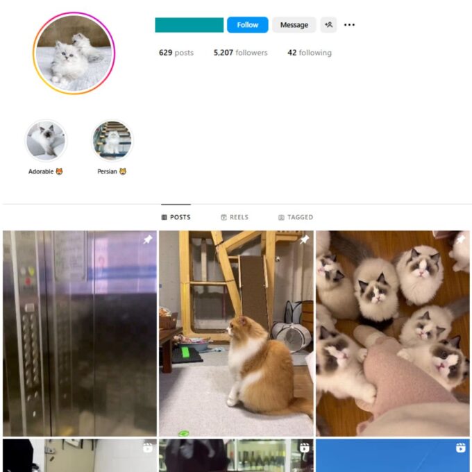 5K Cute Cats Instagram Account for Sale