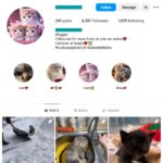 6K Cute Cats Instagram Account for sale