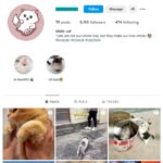 8K Cats Pets Instagram Account for sale
