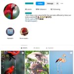 100K Birds Animal Instagram Account for sale
