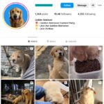 10K Golden Retriever Dogs Instagram Account for sale
