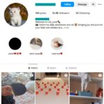 13K Pets Cats Instagram Account for sale