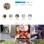 14K Cute Cats Instagram Account