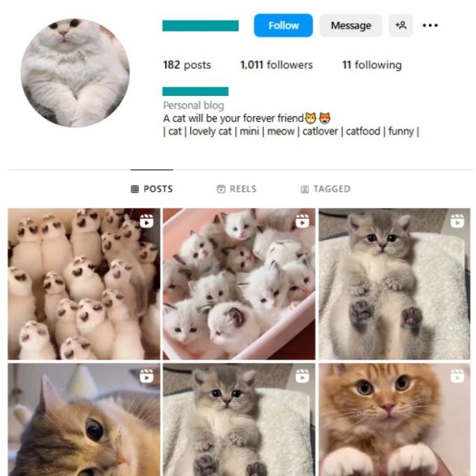 1K Cats Pets Instagram Account for sale