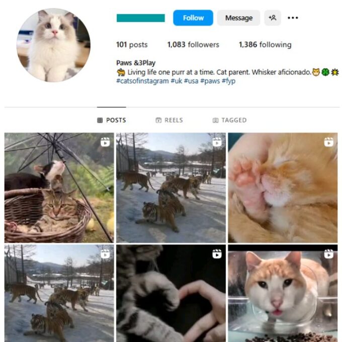 1K Cats Pets Instagram Account for sale
