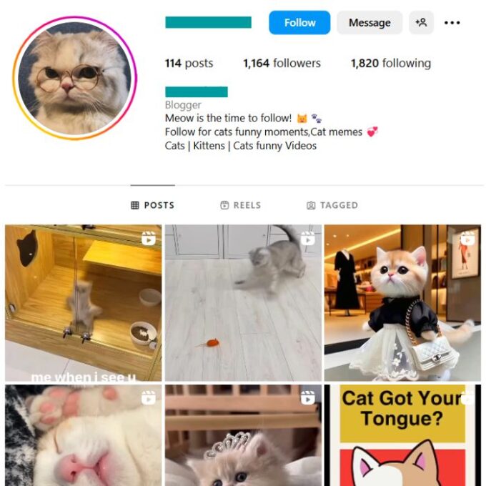 1K Cute Cats Instagram Account for sale