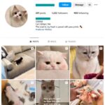 1K Kittens Cats Instagram Account for sale