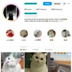 1K Kittens Cats Instagram Account for sale