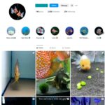 2K Aquarium Fish Instagram Account