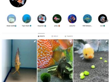 2K Aquarium Fish Instagram Account