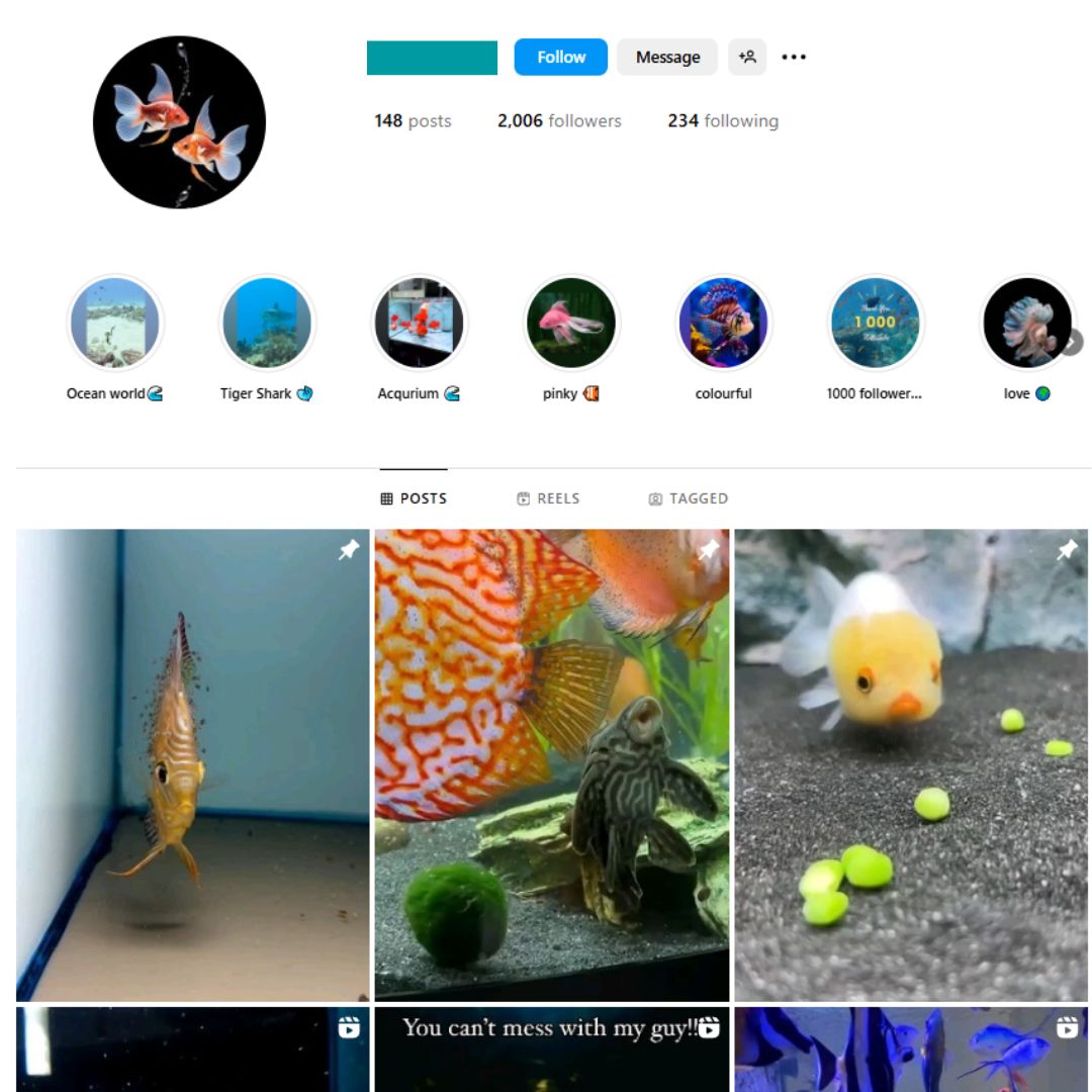 2K Aquarium Fish Instagram Account