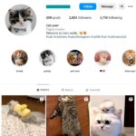 2K Cats Pets Instagram Account for sale