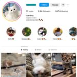 2K Cute Cats Instagram Account for sale