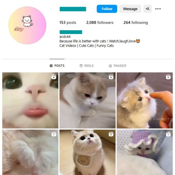 2K Cute Cats Instagram Account for sale