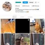 2K Cute Cats Instagram Account for sale