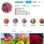 2K Nature Flowers Instagram Account for sale