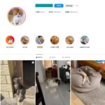 4K Cats Pets Instagram Account for Sale