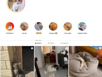 4K Cats Pets Instagram Account for Sale