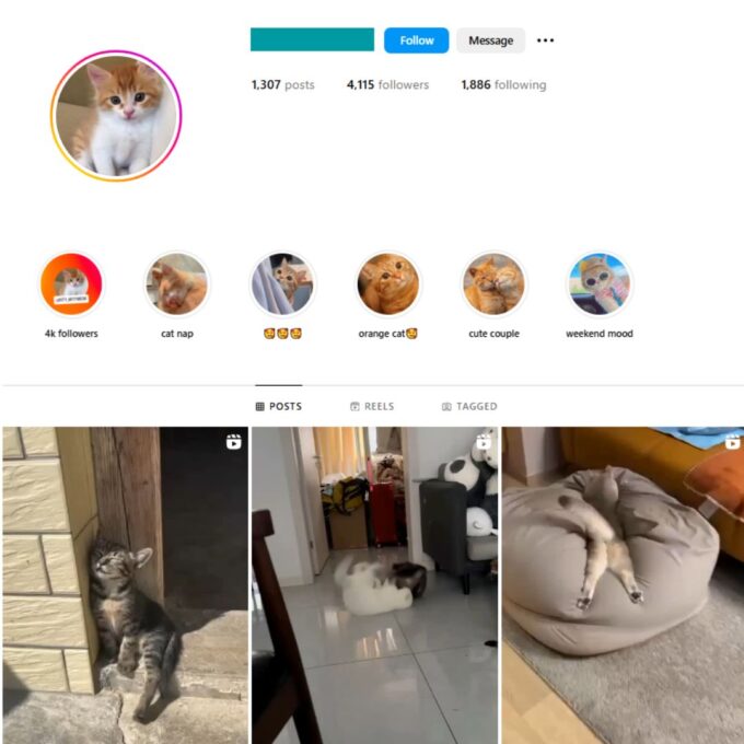 4K Cats Pets Instagram Account for Sale