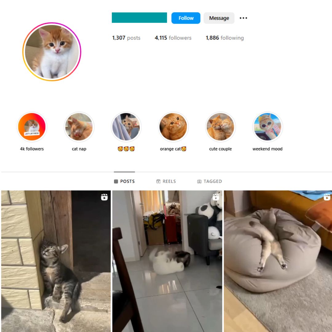 4K Cats Pets Instagram Account for Sale