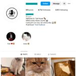 4K Kittens Cats Instagram Account for sale