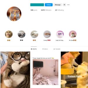 6K Pets Cats Instagram Account for Sale