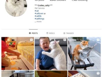 8K Cats Pets Instagram Account for sale