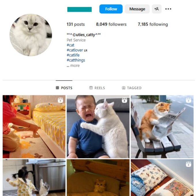 8K Cats Pets Instagram Account for sale