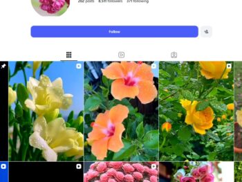 8K Nature Photography Instagram Account for Sale