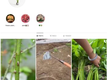 8K Plant Pot Gardening Instagram Account for Sale