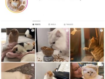 12K Cute Cats Instagram Account for sale