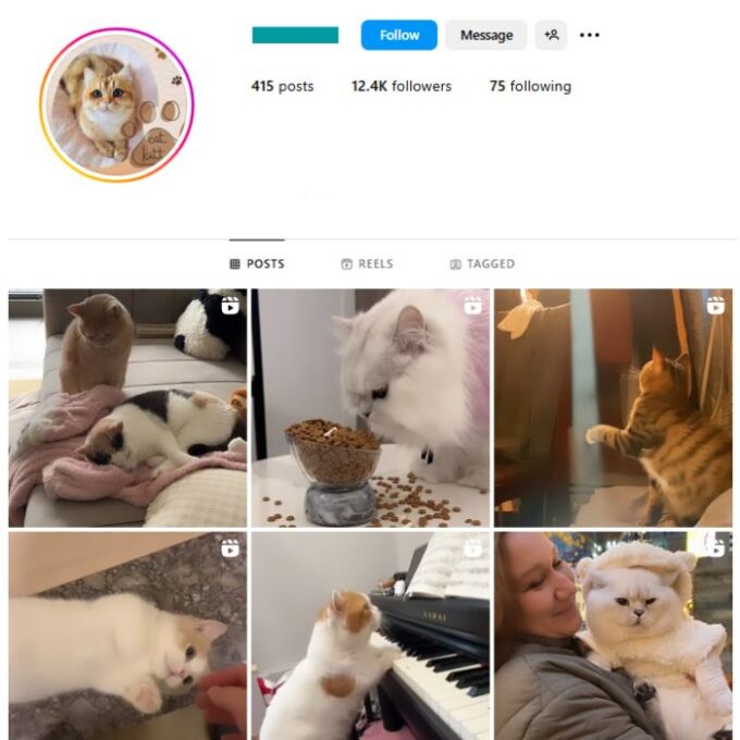 12K Cute Cats Instagram Account for sale