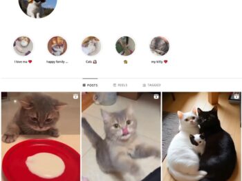 16K Kittens Cats Instagram Account for Sale