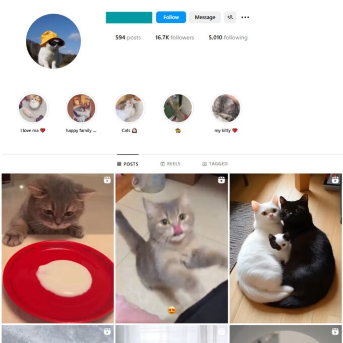 16K Kittens Cats Instagram Account for Sale