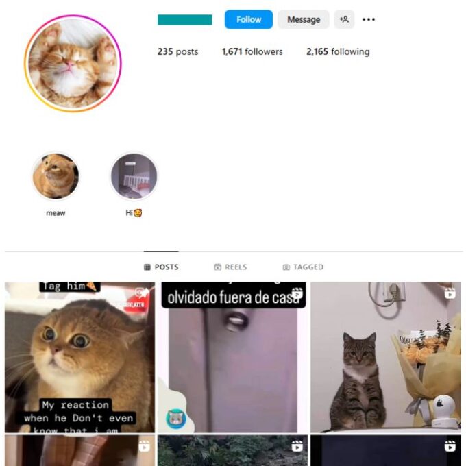 1K Cats Pets Instagram Account for sale
