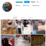 1K Cute Cats Instagram Account for sale