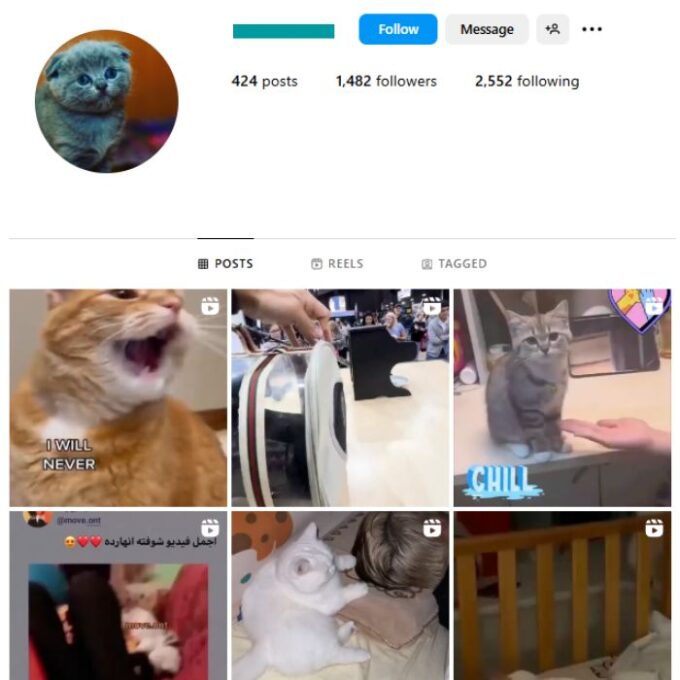 1K Cute Cats Instagram Account for sale