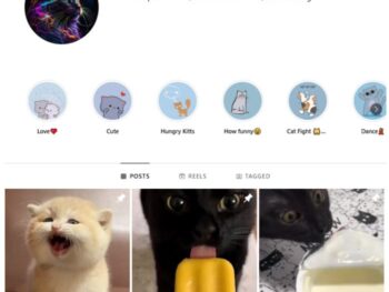 1K Cute Cats Instagram Account for sale