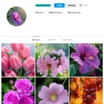 1K Flowers Nature Instagram Account for sale