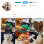 1K Golden Retriever Dogs Instagram Account for sale