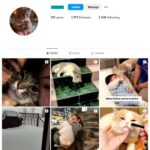 1K Pets Cats Instagram Account for sale