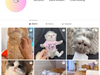 2K Cute Cats Instagram Account for sale