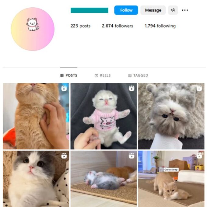 2K Cute Cats Instagram Account for sale