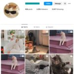 2K Cute Cats Instagram Account for sale