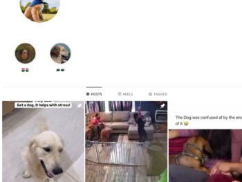 2K Dogs Pets Instagram Account for Sale