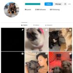 2K Frenchie Dogs Instagram Account for sale