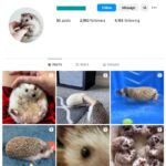 2K Hedgehog Pets Instagram Account for sale