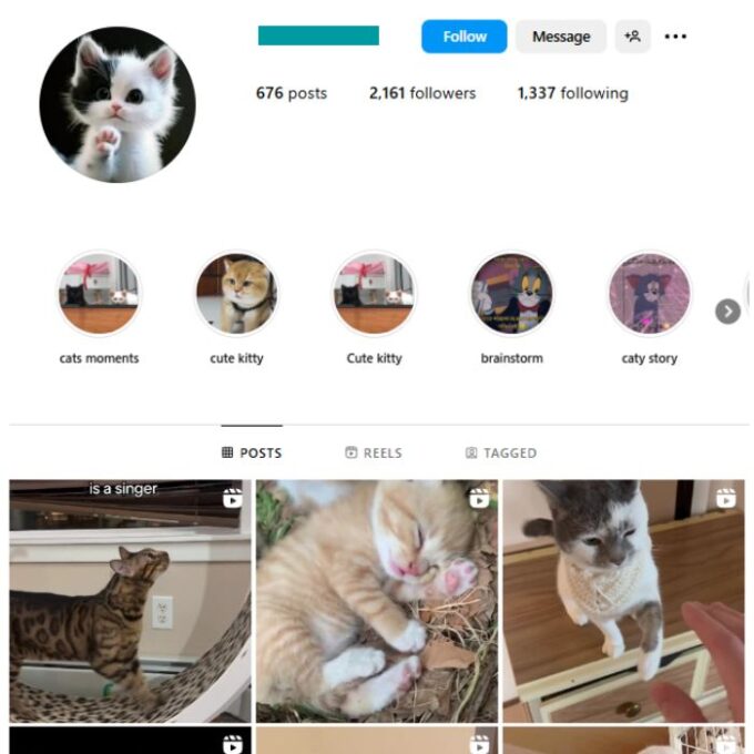 2K Kittens Cats Instagram Account for sale