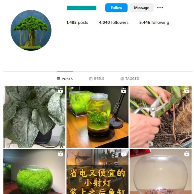 4K Bonsai Trees Instagram Account for sale